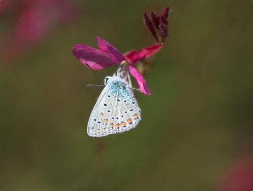 Polyommatus icarus